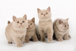 Лиловый британский котенок. Котенок британец лилового окраса          